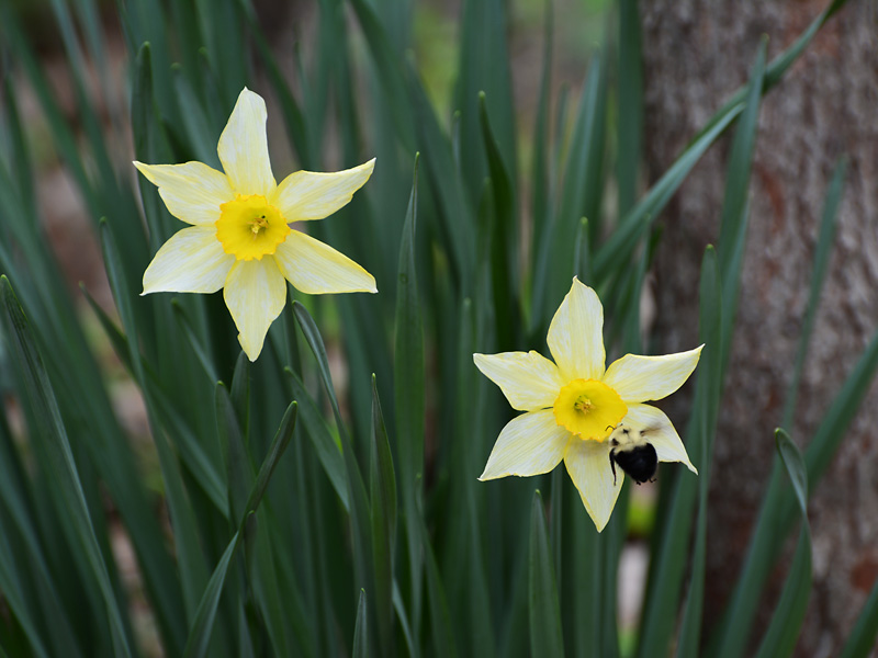 Bumble_Bee_Daffodil.jpg